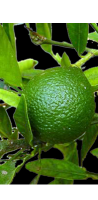 Lime drink ingredient